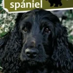 Ne maradj le A cocker spániel