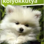 Bestseller Kölyökkutya