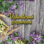 Vadon termő gyógynövények Azonnal elérhető