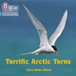 Árcsökkenés Big Cat Phonics for Little Wandle Letters and Sounds Revised — TERRIFIC ARCTIC TERNS: Phase 3 Set 2 byWelsh, Clare Helen;