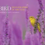 Alacsony ár Bird Photographer of the Year — BIRD PHOTOGRAPHER OF THE YEAR: Collection 7 byBird Photographer of the Year, ;